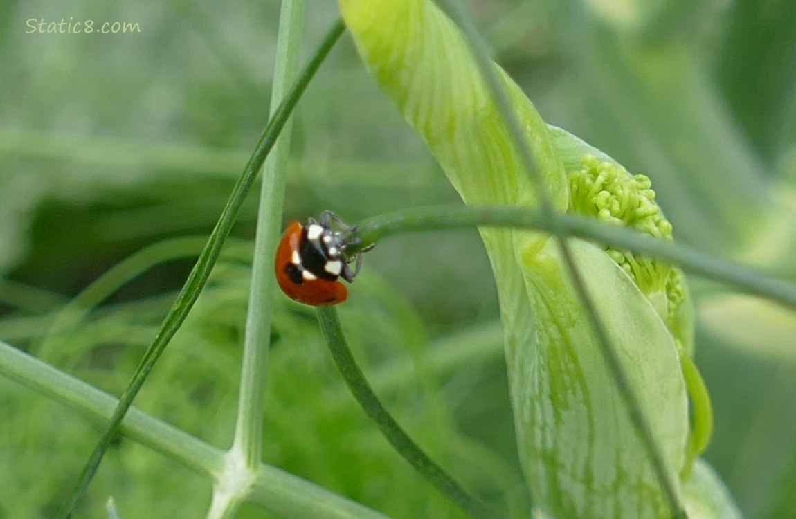 Ladybug walking on a green stalk