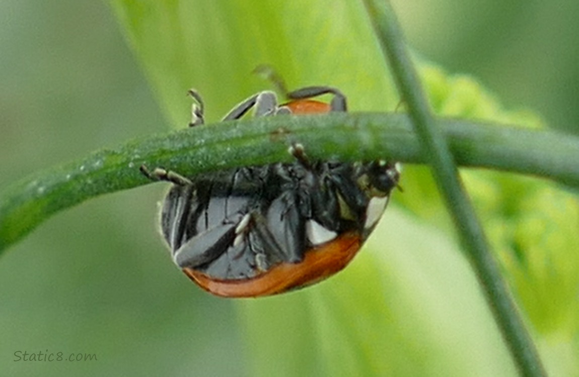 Underside of a Ladybug