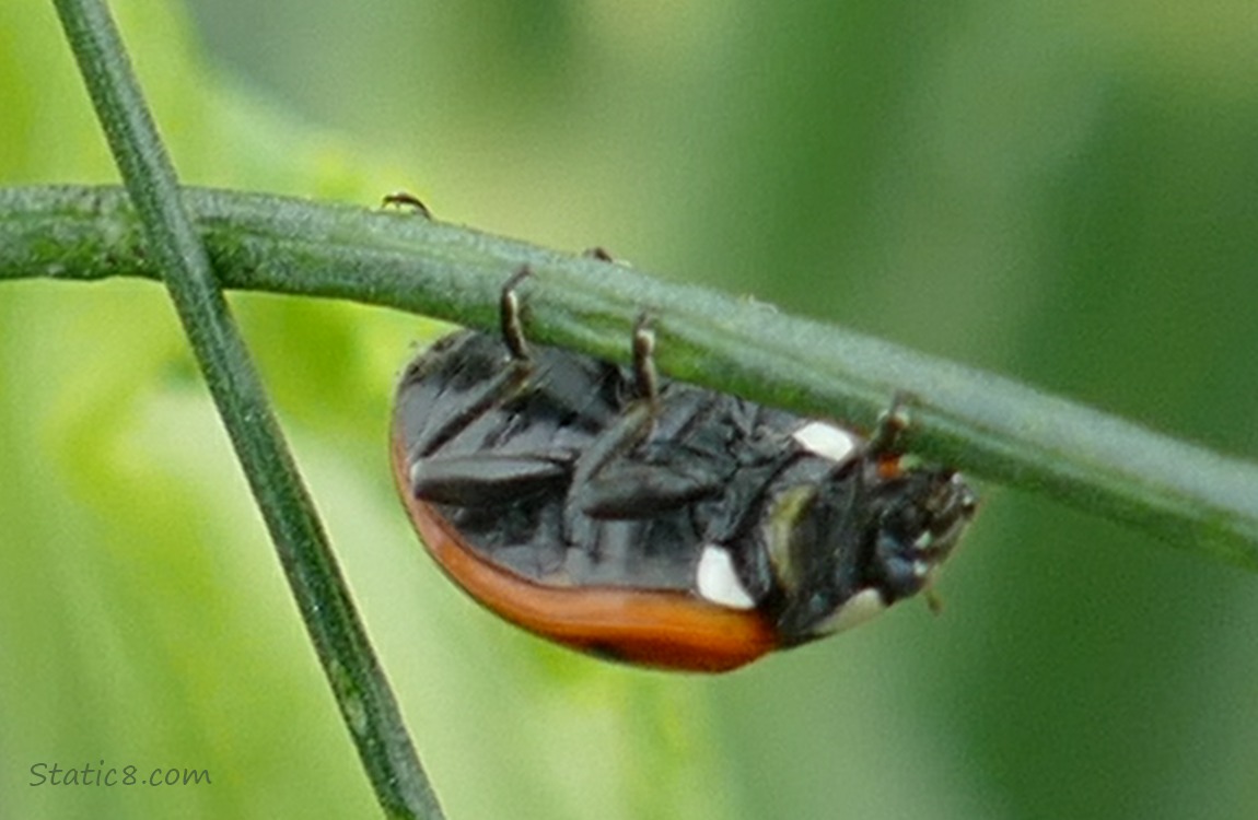 Underside of a Ladybug