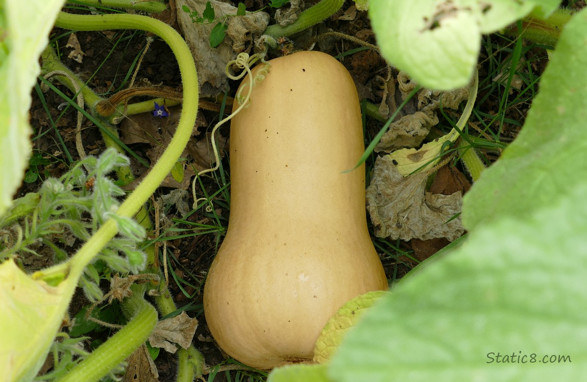 Butternut squash ripening under the leaves