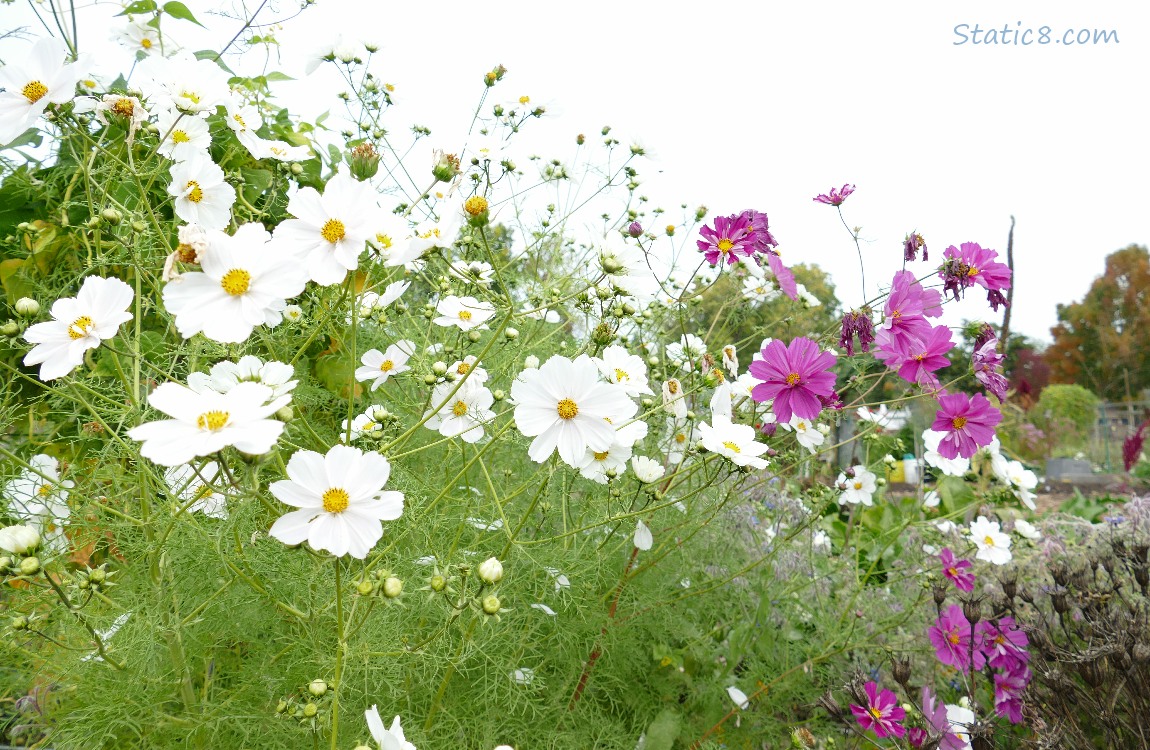 White and red violet Cosmos blooms against the grey sky