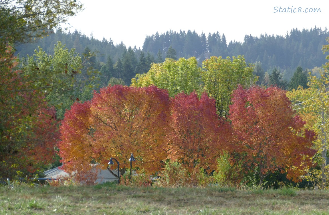 Autumn trees