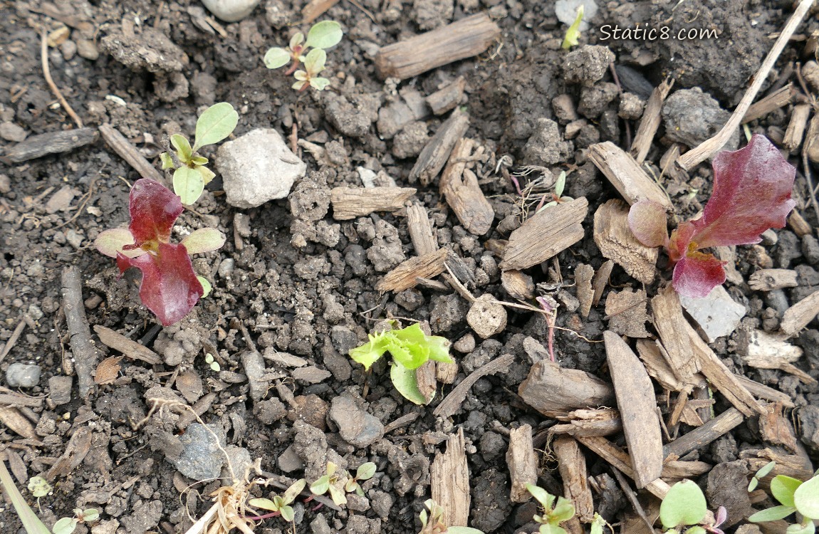 Lettuce seedlings growing in the dirt