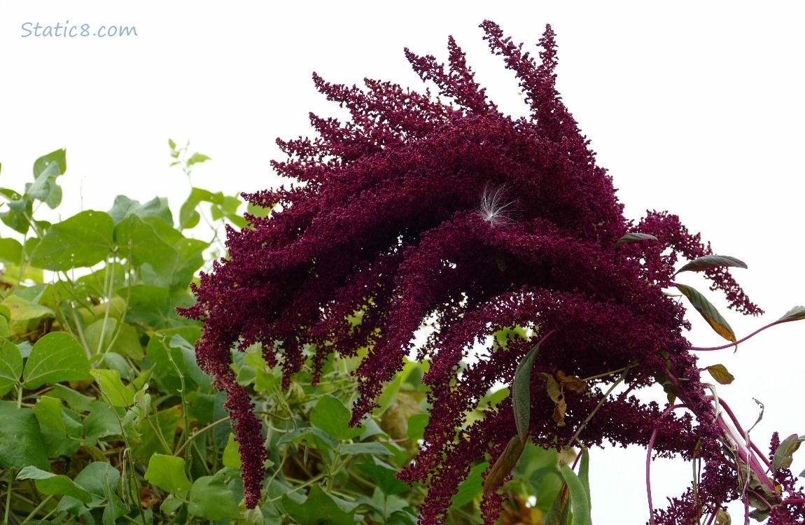 Red Amaranth bloom with a Milkweed seed caught in it