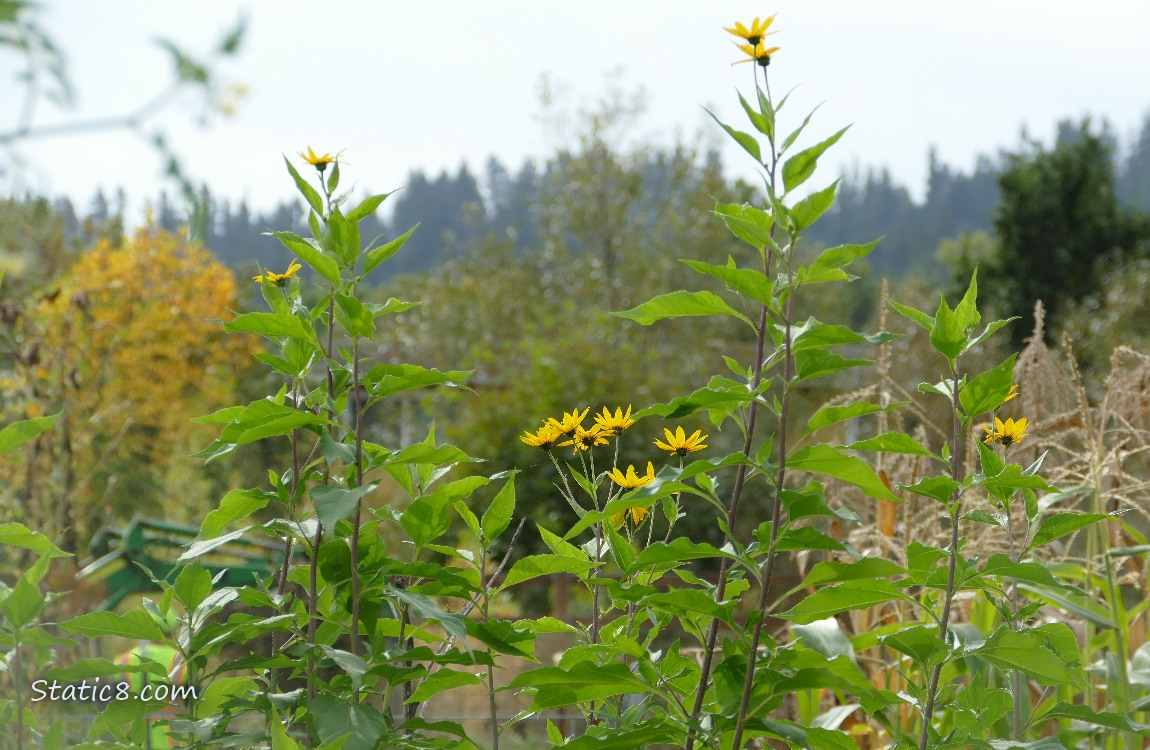 Sunchoke blooms with fir trees in the distance