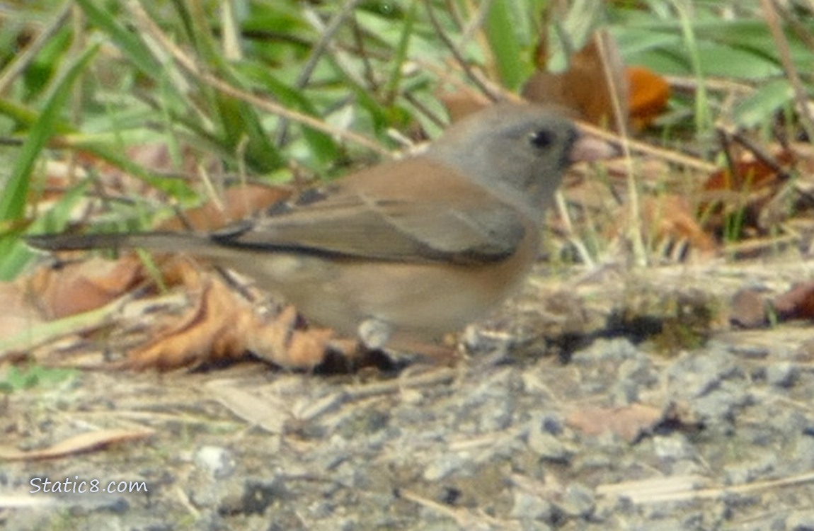 Female Junco standing on the ground
