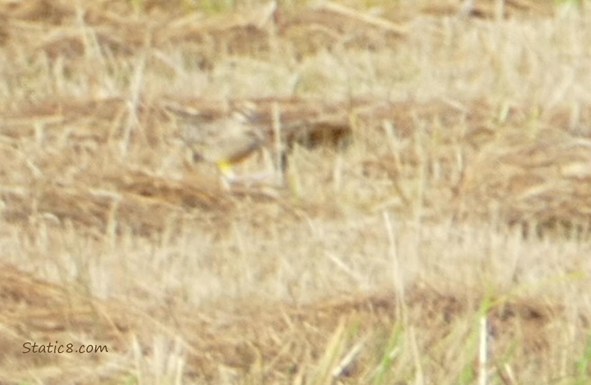 Very blurry shorebird in the grass in the distance