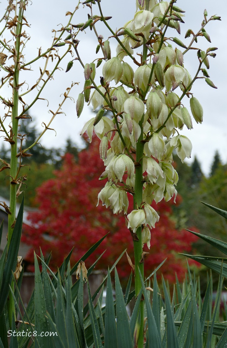 Yucca blooms