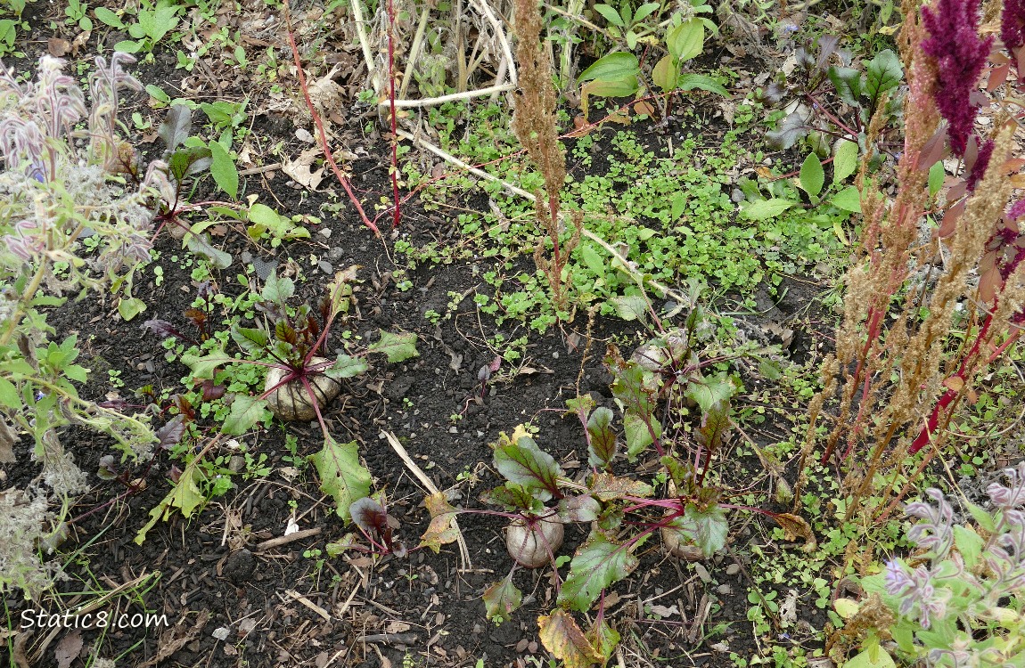 Garden plot
