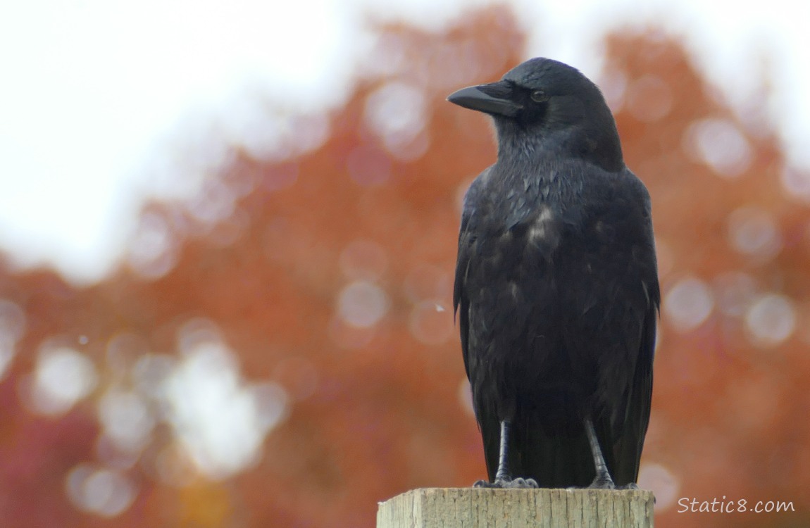Crow standing on a wood fence post