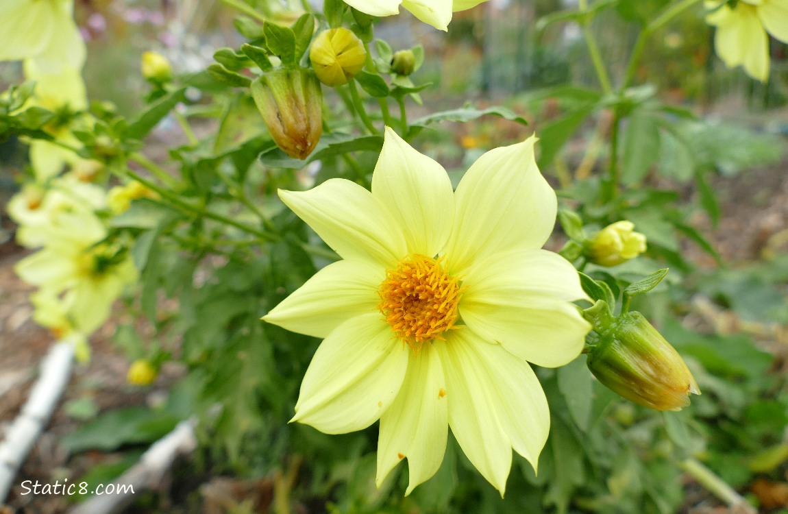 Yellow Dahlia blooms