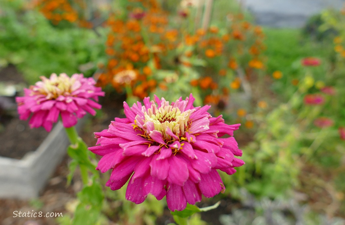 Hot pink Zinnia blooms with orange blooms in the background