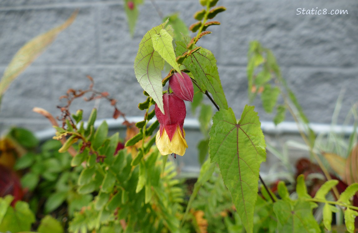 Brazilian Bellflower with other plants