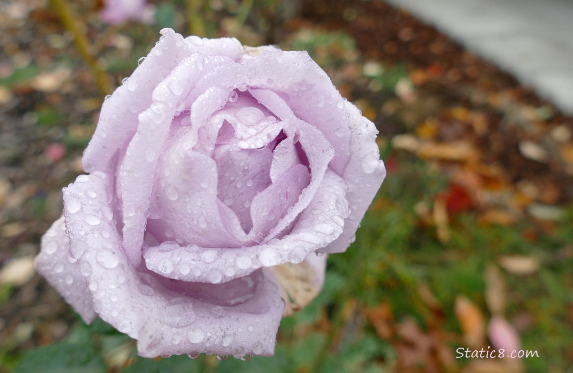 pink rose bloom with raindrops on it