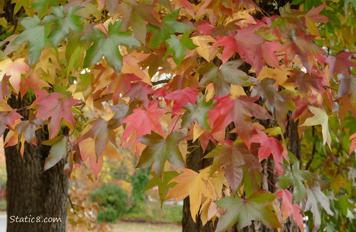 Autumn leaves of a Sweet Gum tree