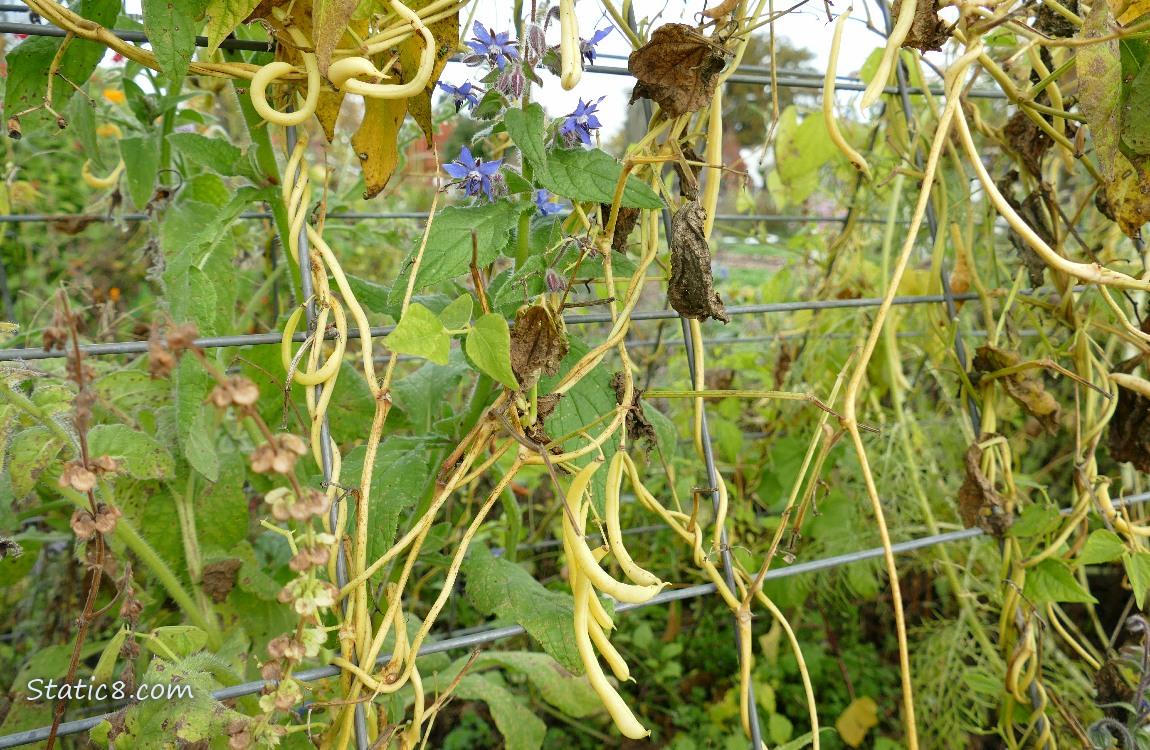 Garden plot