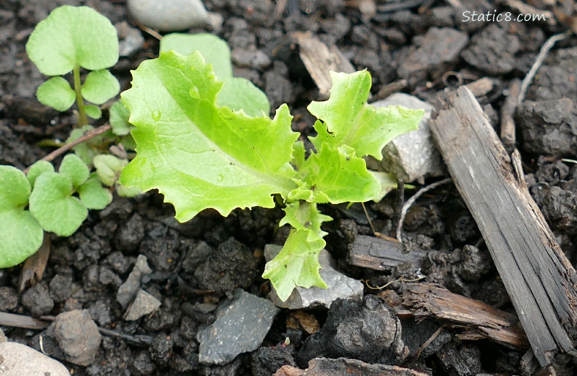 Lettuce seedling growing in the dirt with a weed