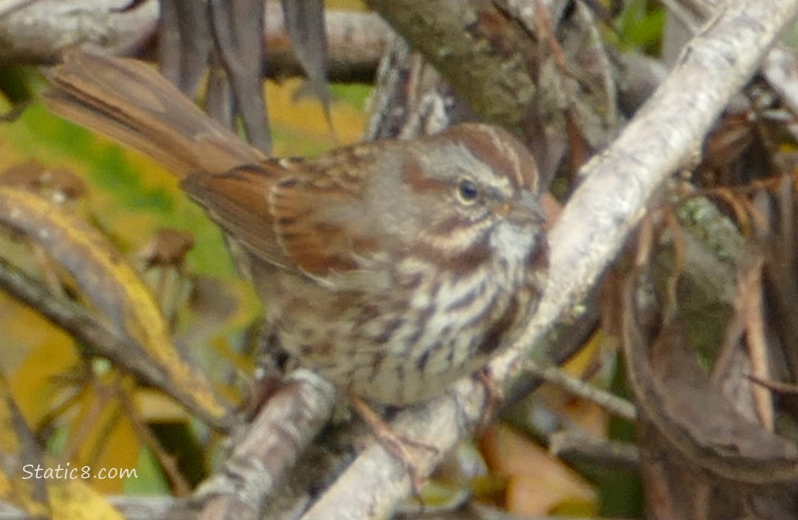 Song Sparrow standing on a branch with brown and yellow dead leaves in the background