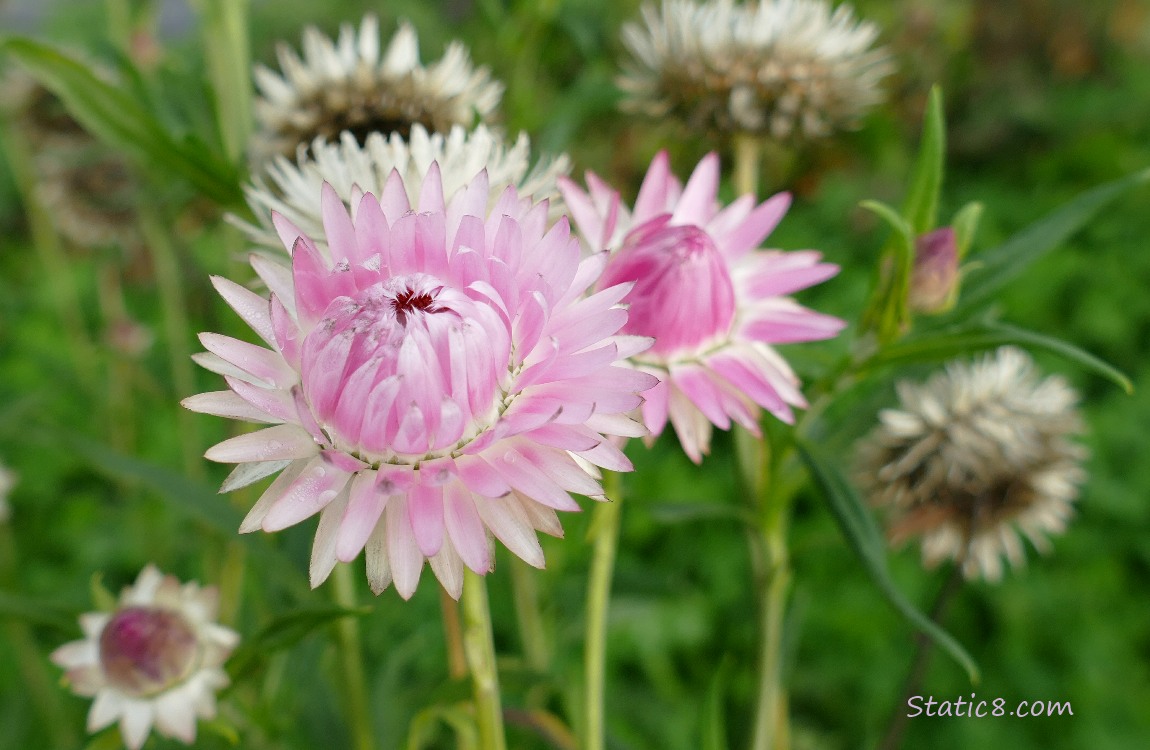 Pale pink Strawflower blooms