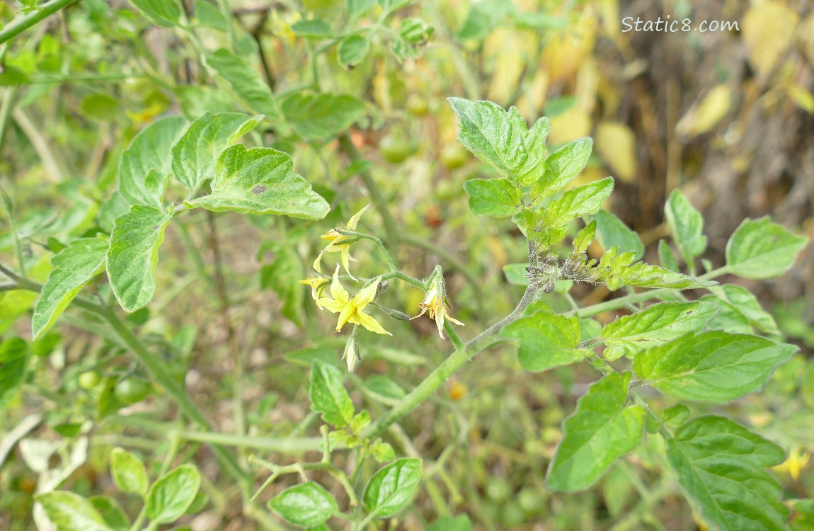 Tomato plant with blossoms