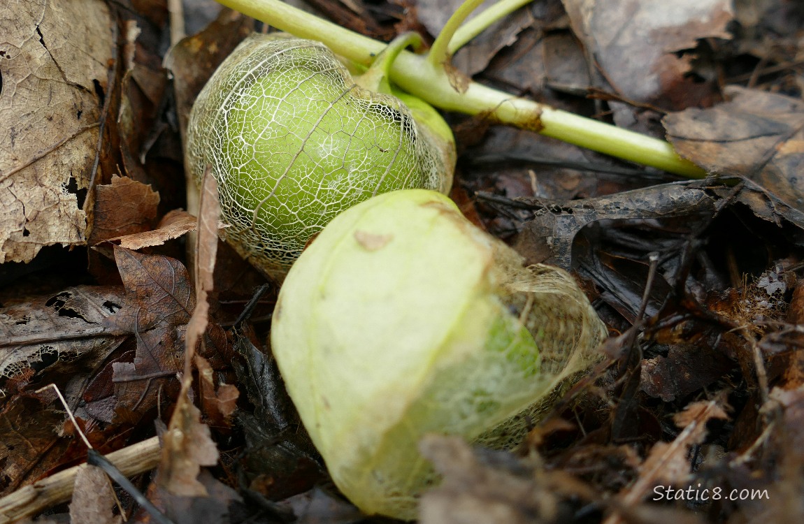 Tomatillos