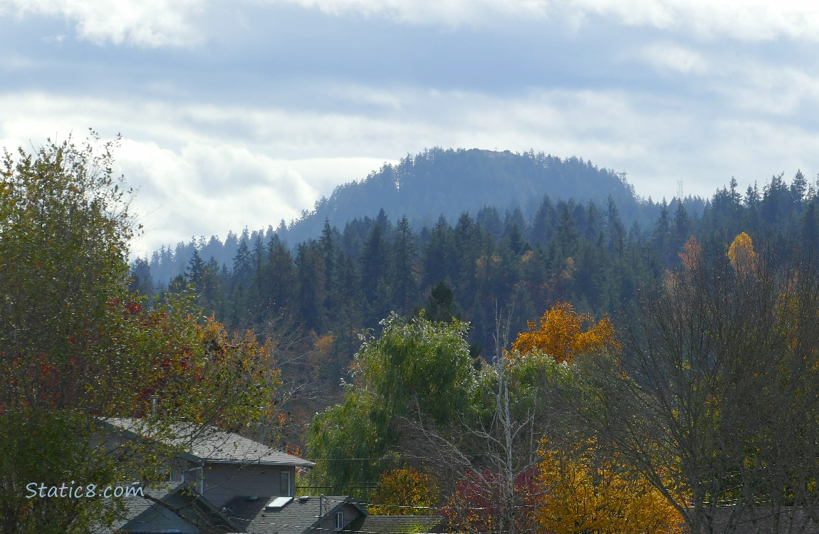 Autumn trees with the  hill in the background