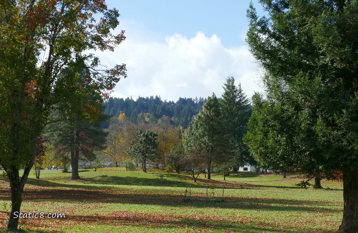 Grassy area of a park with some trees