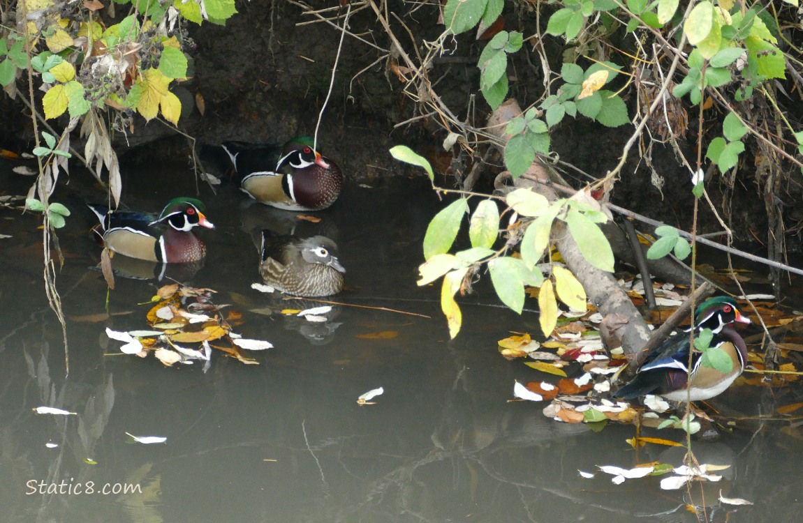 Wood Ducks in the water next to the bank
