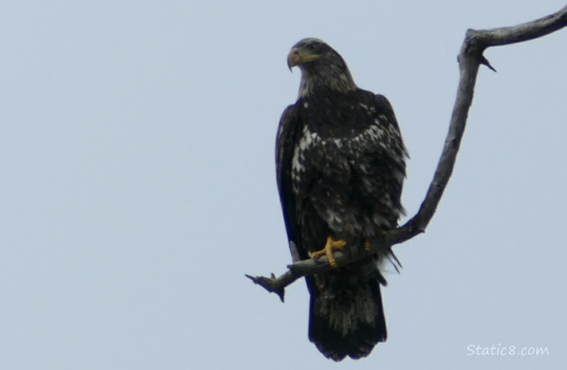 Juvenile Bald Eagle standing on a dead branch