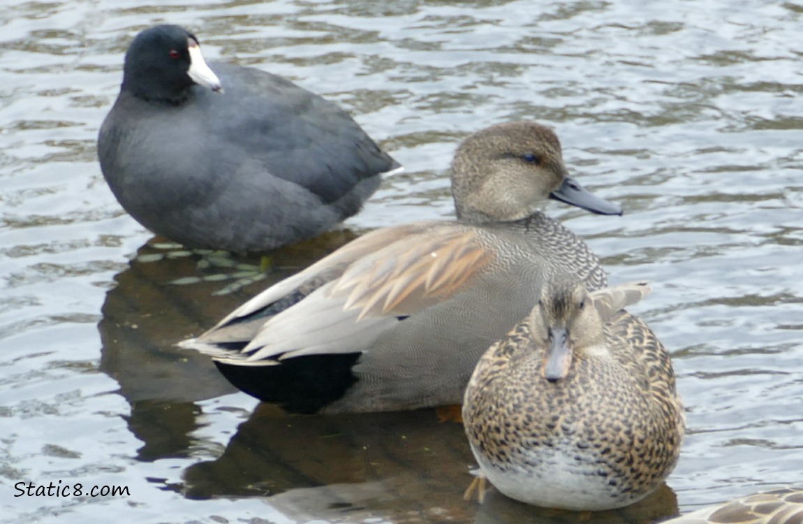 Coot and a pair of Gadwalls standing on a log in the water