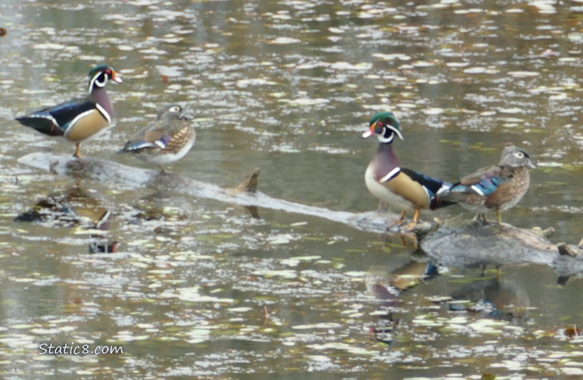 Two Wood Duck pairs standing on a log in the water
