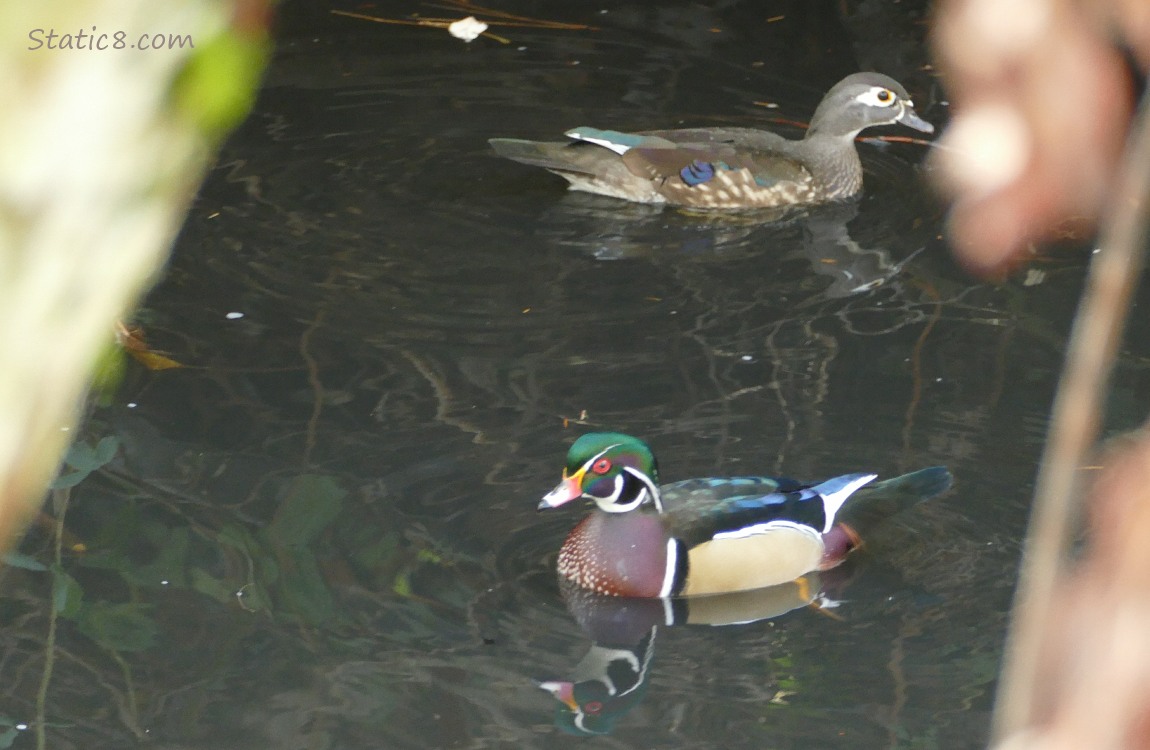 Pair of Wood Ducks paddling on the water