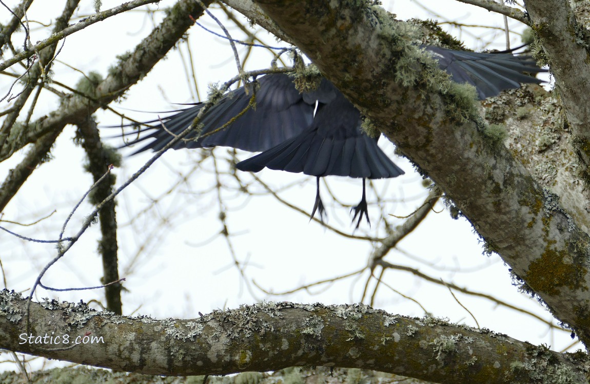 Crow flying away from the branch