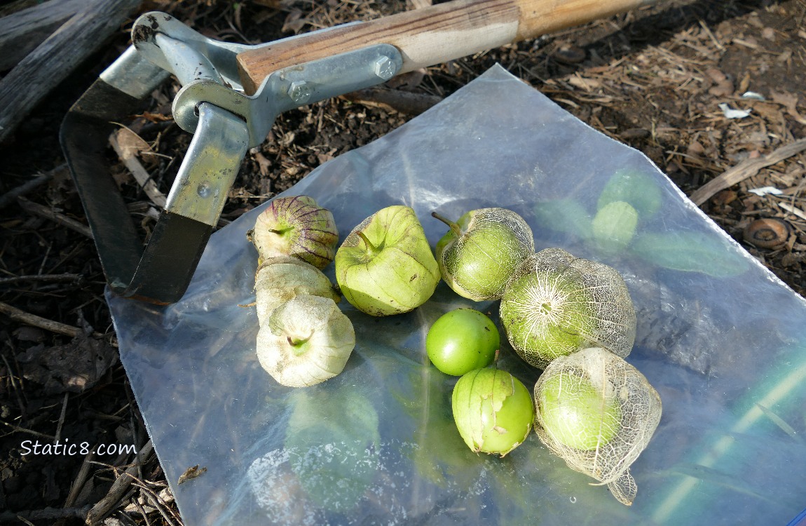 Harvested Tomatillos next to a stirrup hoe