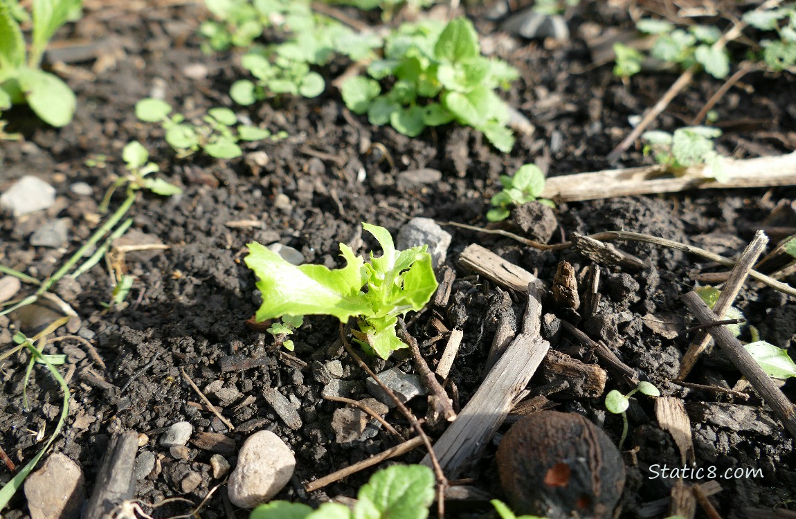 Lettuce seedling growing in the dirt