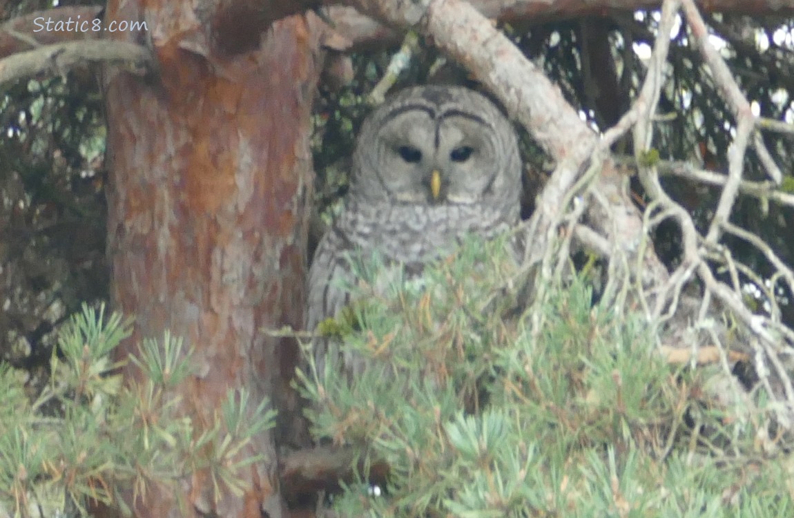 Barred Owl sitting in a pine tree