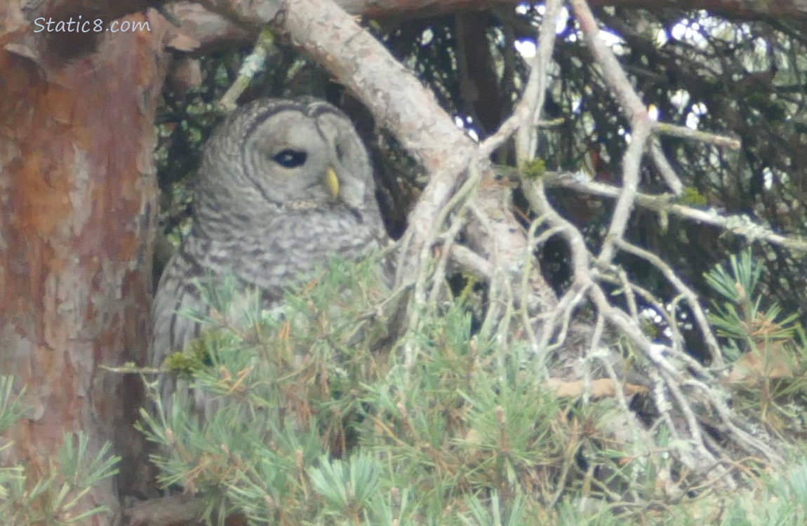 Barred Owl sitting in a pine tree