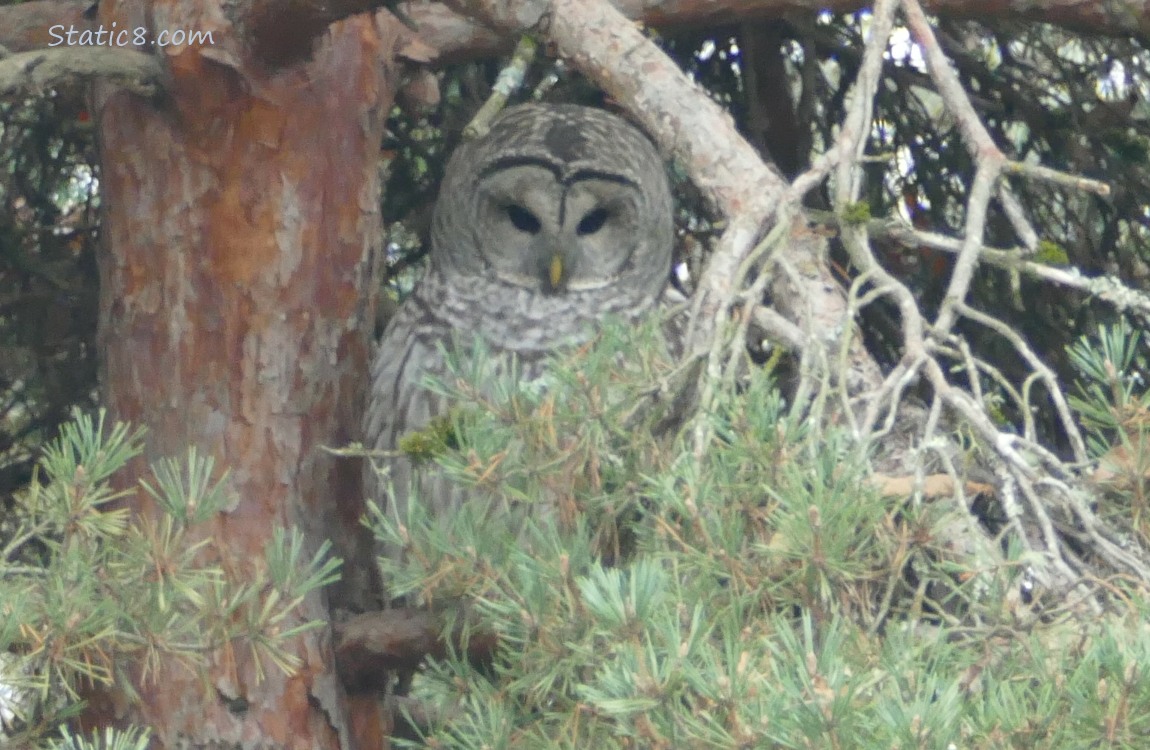 Barred Owl sitting in a pine tree