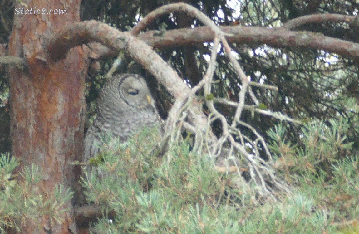Barred Owl sitting in a tree with her eyes closed