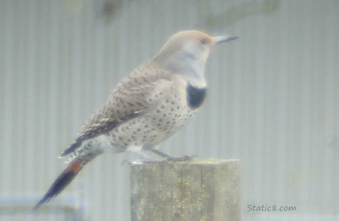 Female Northern Flicker standing on a wood post