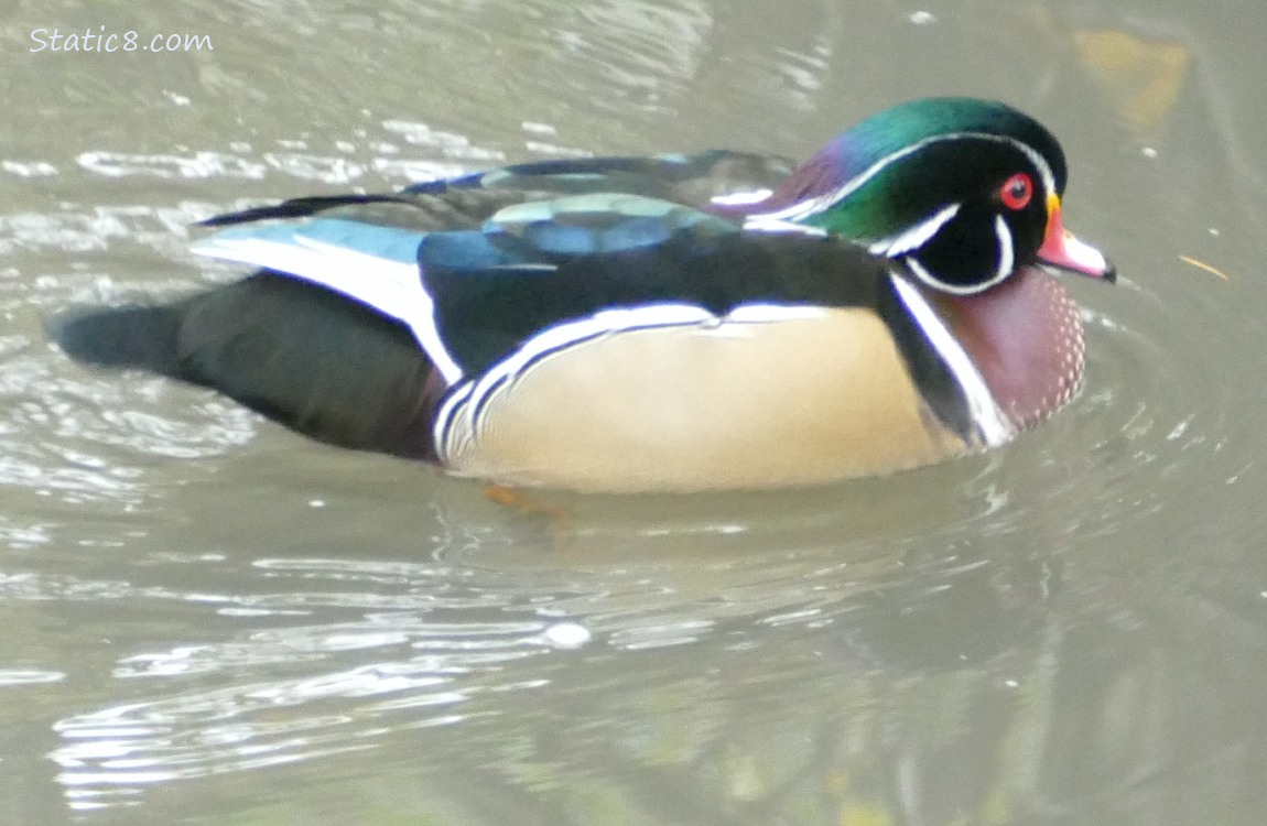 male Wood Duck paddling away on the water