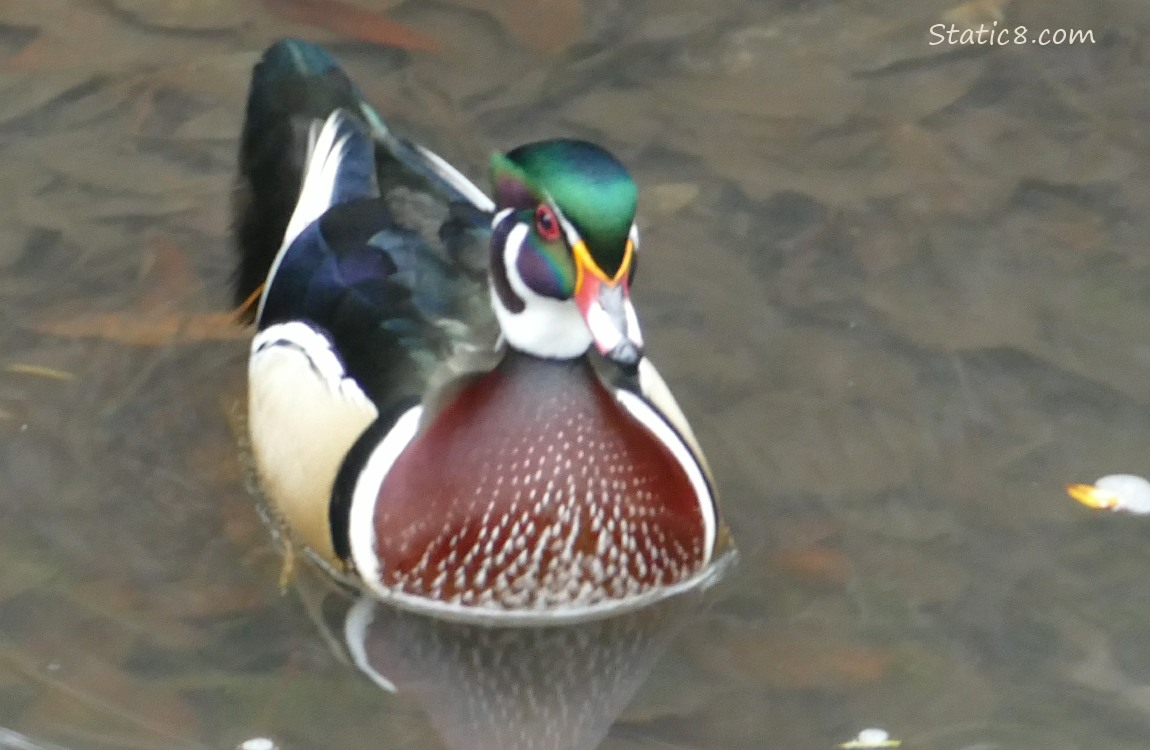 Male Wood Duck on the water