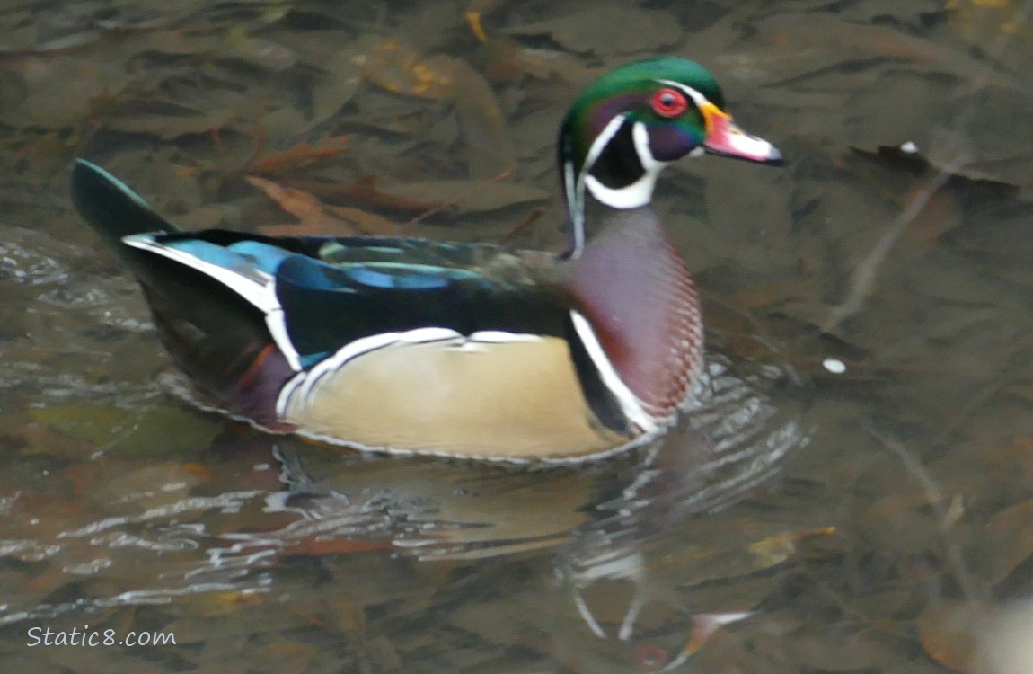 Wood Duck on the water stretching his neck up