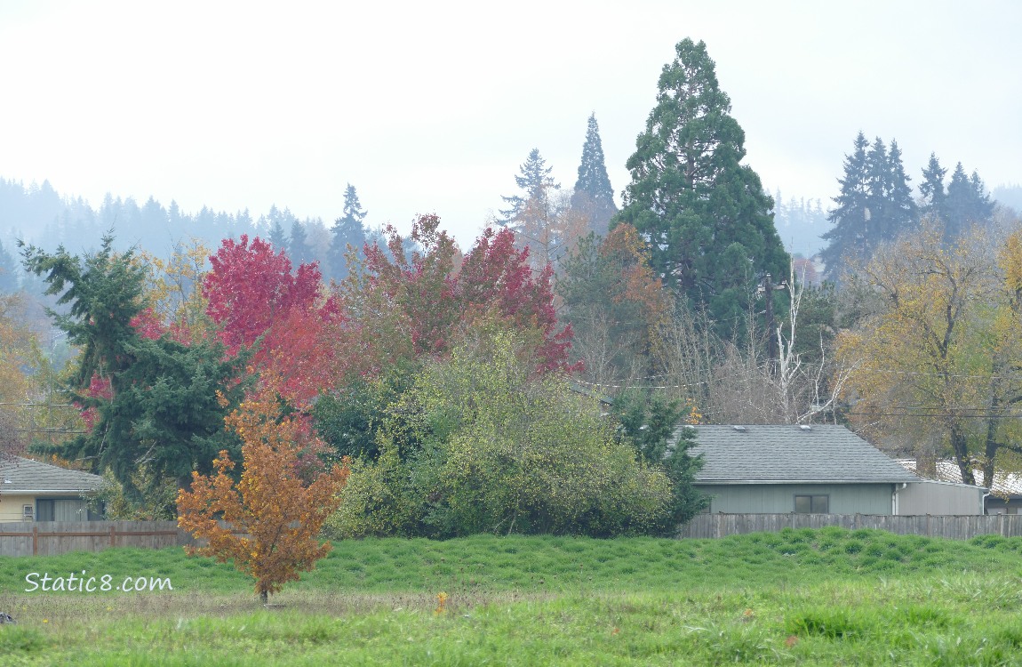 Autumn trees