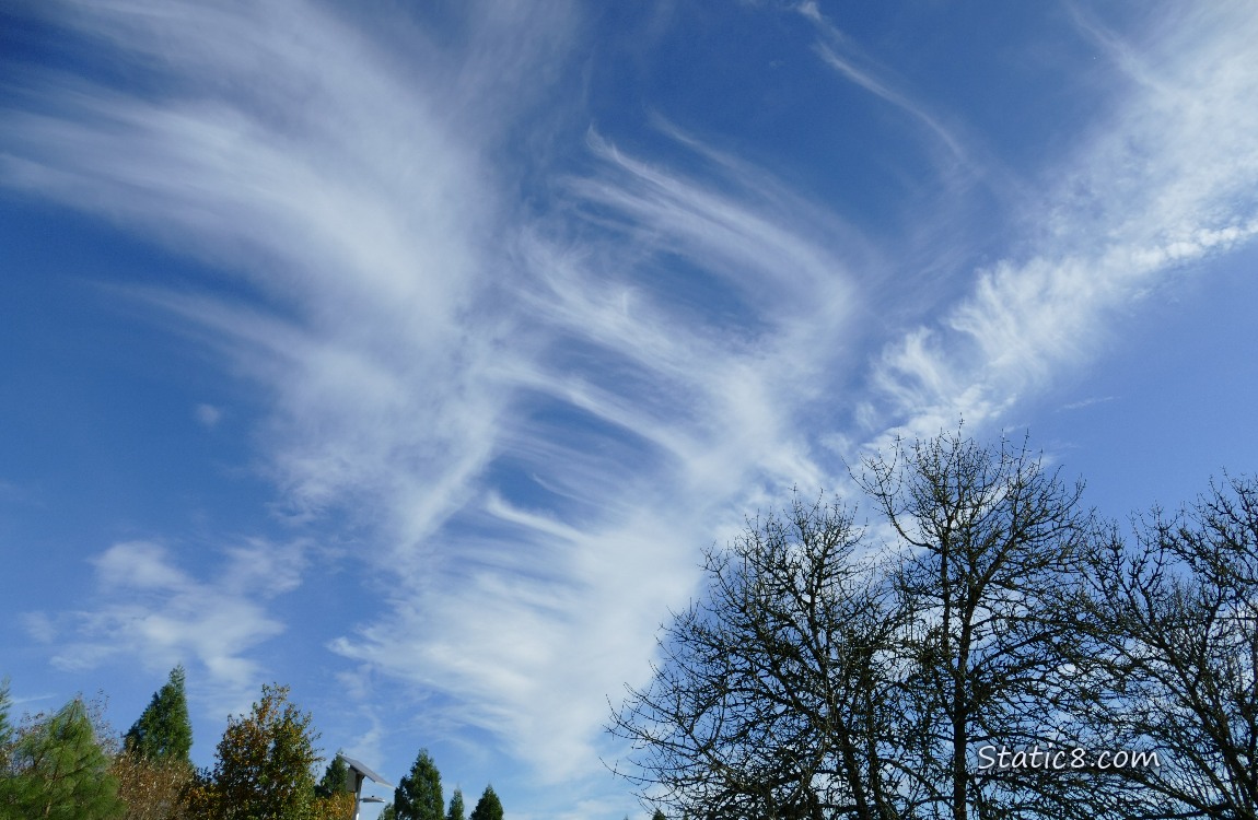 Looking up at cirrus clouds in a blue sky