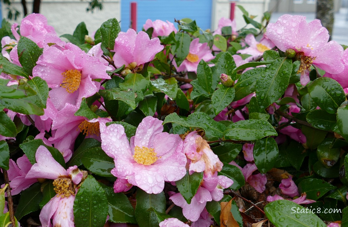 Pink Camellia blooms with rain drops