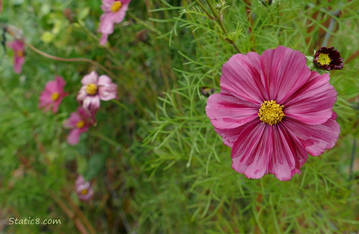 Dusky rose coloured Cosmos bloom