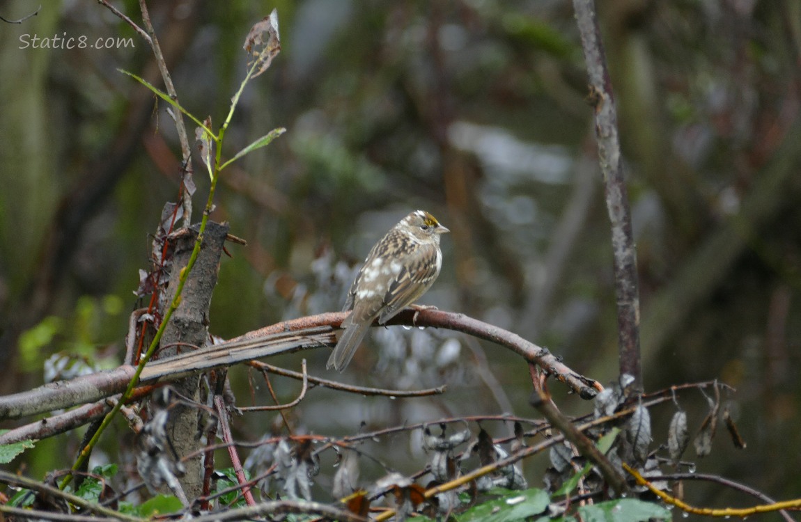 Sparrow with white patches standing on a leaning twig