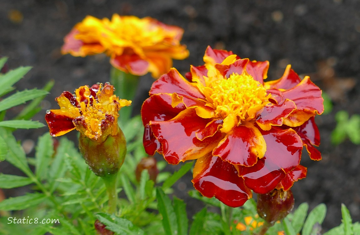 Red and orange Marigold blooms covered with rain water