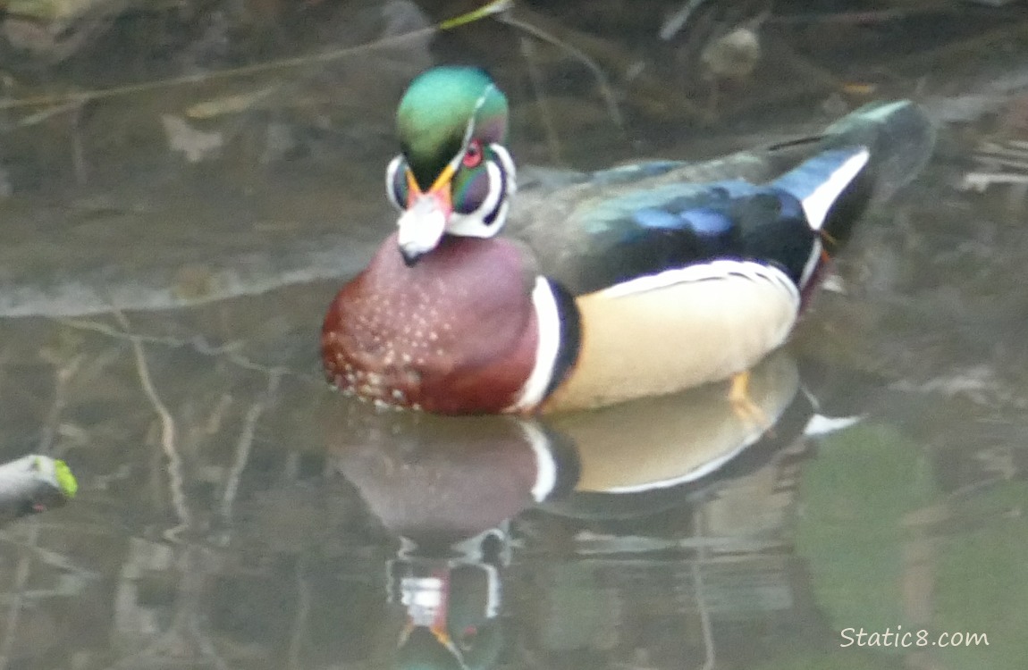 Male Wood Duck paddling on the water